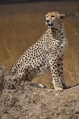 cheetah in the wild