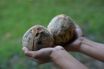 Human hand holding a peeled coconut