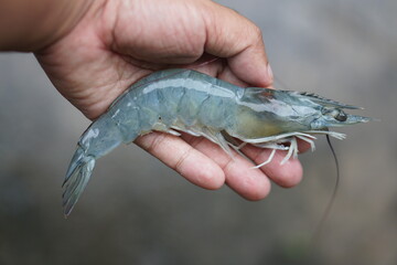 Human hand holds fresh shrimp