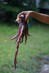 Human hand holds fresh squid
