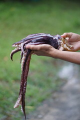 Human hand holds fresh squid