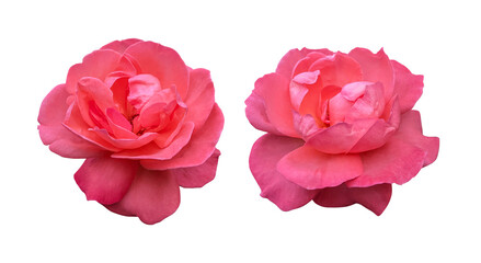 Orange rose flowers isolated on transparent background