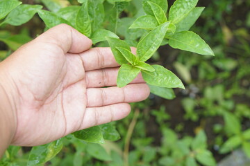 Human hand holds basil leaf