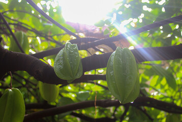 photo up close star fruit which has the Latin name Averrhoa carambola, radiating morning sunlight.
