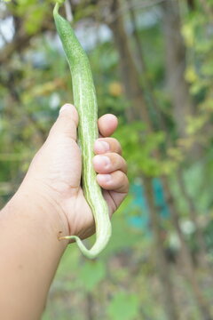 Human hand holding a gourd
