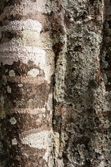 Bark on old tropical tree in rainforest.