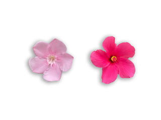 pink flowers isolated on transparent background 