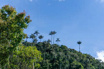 Colombian Forest