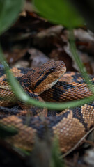 snake in the forest