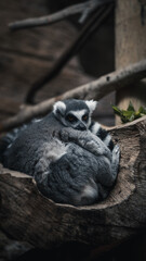 Lemur resting