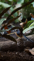 Bird on a log
