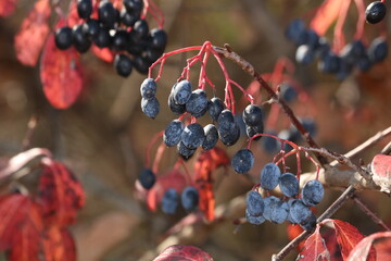 Blackhaw Viburnum Berries in Fall