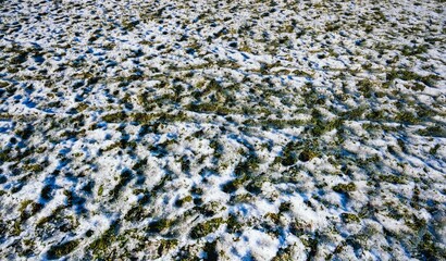melting snow on green lawn