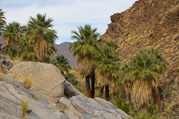 Although palm trees evoke thoughts of tropical islands and warm beaches, the California Fan Palm is actually native to streams in the harsh Sonoran Desert like these in the Colorado Desert to the east
