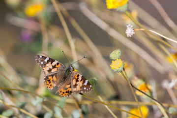 Painted Lady Butterfly