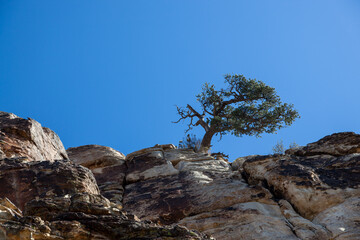 Lone Pine Tree at the Top of a Cliff