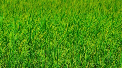 Bright outdoor landscape view over grass, rice, meadows and agricultural fields. Natural green green background. Growth of rice fields.