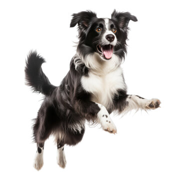 Transparent PNG - Happy Border Collie