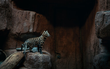 Black Footed Cat about to leap
