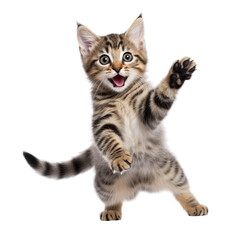 Transparent PNG -  A Kitten - Having a Jolly Good Time