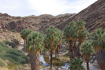 Fototapeta na wymiar Although palm trees evoke thoughts of tropical islands and warm beaches, the California Fan Palm is actually native to streams in the harsh Sonoran Desert like these in the Colorado Desert to the east