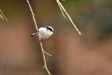 公園や庭で出会える白とピンクのかわいらしい小鳥、人気者のエナガ