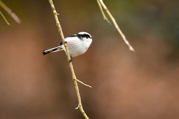 公園や庭で出会える白とピンクのかわいらしい小鳥、人気者のエナガ