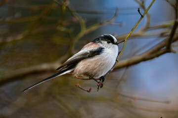 Obraz premium 公園や庭で出会える白とピンクのかわいらしい小鳥、人気者のエナガ