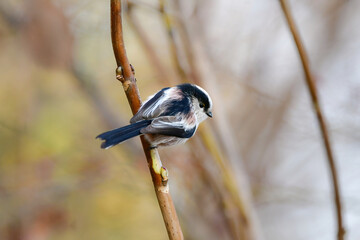 公園や庭で出会える白とピンクのかわいらしい小鳥、人気者のエナガ