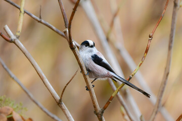 公園や庭で出会える白とピンクのかわいらしい小鳥、人気者のエナガ