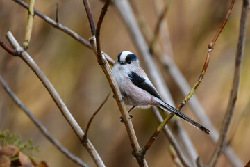 公園や庭で出会える白とピンクのかわいらしい小鳥、人気者のエナガ