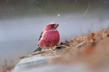 ローズピンクが美しい冬に山で出会えるとてもきれいな鳥オオマシコ