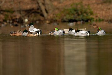 Fototapeta premium 冬に池や公園の水辺で見られるとても美しい水鳥、ヨシガモ