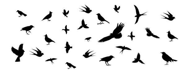 Fototapeta premium Collection of silhouettes of various types of birds. Isolated on White background