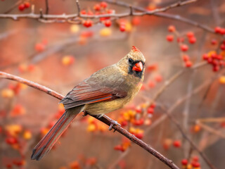 Female Northern Cardinal among red berries