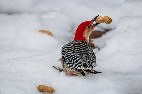  red bellied woodpecker helping himself to some peanuts in the snow.