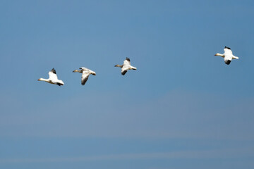 北日本に冬にやってくる真っ白な美しい水鳥、ハクガン