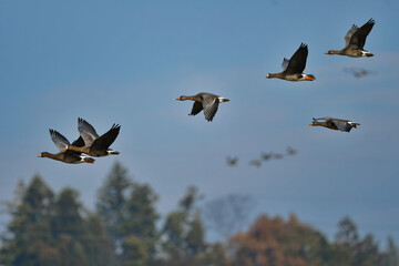 大群で冬に見られる渡り鳥、オレンジ色の嘴と脚が目立つ水鳥の仲間マガン
