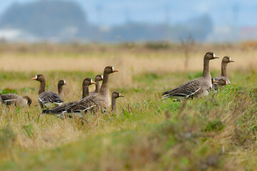 大群で冬に見られる渡り鳥、オレンジ色の嘴と脚が目立つ水鳥の仲間マガン