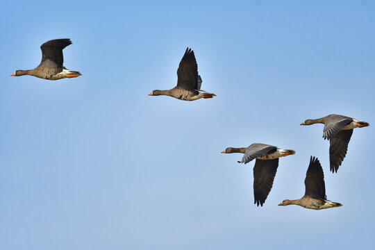 大群で冬に見られる渡り鳥、オレンジ色の嘴と脚が目立つ水鳥の仲間マガン