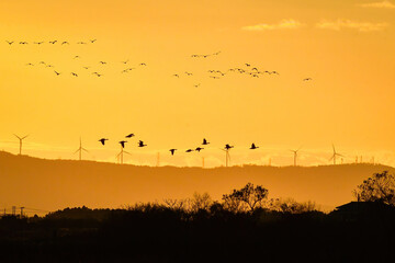 夕陽に赤く染まった空を飛ぶ北からの渡り鳥、ガンやハクチョウの群れ