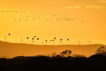 Fototapeta na wymiar 夕陽に赤く染まった空を飛ぶ北からの渡り鳥、ガンやハクチョウの群れ