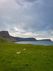 sheep in the mountains