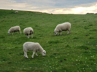 sheep in the field