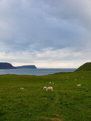 Obraz premium sheep on the hill