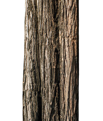 Trunk of a tree isolated on transparent background.