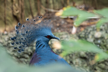 The head closeup of a Victoria crowned pigeon
