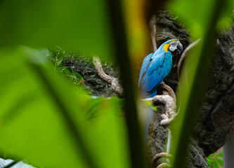 a blue parrot on a branch in zoo
