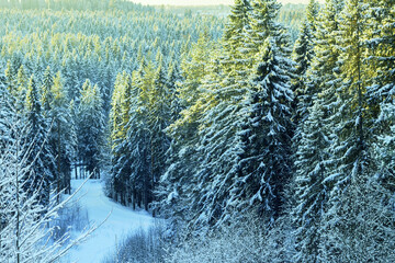 Winter northern dense coniferous forest from a high vantage point.