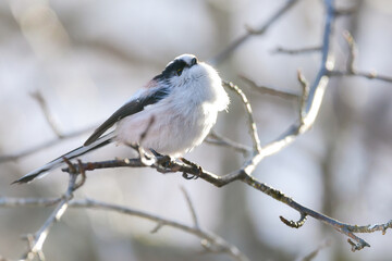 マシュマロのような白くかわいい小鳥、公園や庭で見られる人気者のエナガ